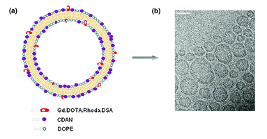 (a) Cationic liposomes of approximately 100 nm were formulated using Gd·DOTA·Rhoda·DSA, CDAN and DOPE. (b) Cryo-TEM image of liposomes (bar: 100 nm).