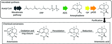 Semi-synthetic production of Artemisinin. The gene coding for amorphadiene synthase (ADS) is introduced into the organism, and converts FPP to amorphadiene. Amprphadiene is converted to artemisinic acid by a novel p450 oxidase and its redox partner (cpr) also introduced into the organism. Artemisinic acid is purified from the fermentation tanks and converted to artemisinin using established chemical steps.