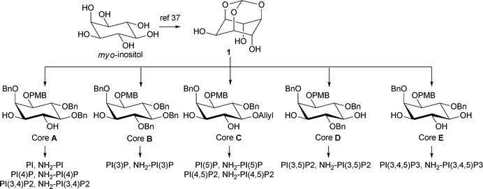 Core building blocks for the synthesis of all the PIPs.