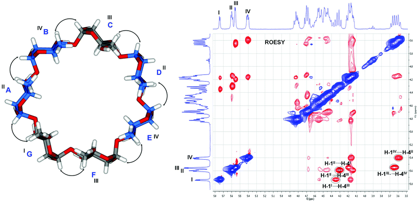 Analysis of 2D 1H–1H ROESY spectrum of compound 21 in pyridine-d5 (Sugar units with carbons in blue have a 6-deoxy functionality).