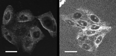 TPEF images of CHO cells stained externally (0.1 μM) by 2a (left) and 3a (right). The average excitation power was 10 mW at the sample and the total acquisition time was 0.9 s. Scale bars are 20 μm.