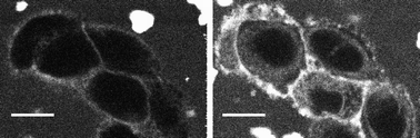 TPEF images of CHO cells stained externally by 4a (10 μM) showing the progressive internalization of the dye: immediately after dye injection (left) and after 10 min (right). The average excitation power was 10 mW at the sample and the total acquisition time was 0.9 s. Scale bars are 10 μm.