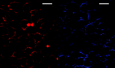 Simultaneous TPEF (left) and SHG (right) images of F98 cells stained externally with 5a (2 μM) and excited at 810 nm. The SHG image has been contrasted for better visualization. The average excitation power was 15 mW at the sample, and the total acquisition time was 0.9 s for the TPEF image and 3.6 s for the SHG image. Scale bars are 20 μm.