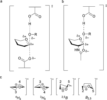 Structure of the oxocarbenium ion-like transition state, formed during glycoside hydrolysis of (a) the glycosylation step of the ‘classical’ retaining mechanism and (b) the glycosylation step of substrate-assisted catalysis; R is the leaving group. (c) Possible transition state conformations employed during glycoside hydrolysis (half chair (4H3 or 3H4) or boat (2,5B or B2,5) conformations).