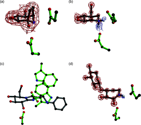 (a) Calystegine (8) in complex with a family 1 β-glucosidase (PDB code 2CBV94); the residue below the inhibitor is the catalytic nucleophile and the residue to the right is the acid/base. Observed electron density (for the maximum likelihood weighted 2Fobs–Fcalc map, contoured at 1σ) is shown for calystegine, showing it binds in a similar orientation to isofagomine. (b) Cellobio-derived form of isofagomine (9) in complex with a family 5 endoglucanase (PDB code 1OCQ101); the residue below the inhibitor is the catalytic nucleophile and the residue to the right is the acid/base. Observed electron density for the maximum likelihood weighted 2Fobs–Fcalc map, contoured at 2.5σ, is shown in red and for the Fobs–Fcalc map, contoured at 2.1σ, is shown in blue. The ‘difference’ density shows the presence of two hydrogen atoms on the nitrogen atom of isofagomine. (c) Phenylaminomethyl-substituted glucoimidazole in complex with a family 3 β-d-glucan glucohydrolase (PDB code 1X39133); the residue below the inhibitor is the catalytic nucleophile and the residue to the right is the acid/base. The two tryptophan residues in the active site are proposed to make hydrophobic interactions with the phenyl ring of the inhibitor, but this interaction has not been observed in all enzyme complexes with substituted imidazole inhibitors. (d) Xylobio-derived isofagomine lactam in complex with a family 10 xylanase (PDB code 1OD8137); the residue below the inhibitor is the catalytic nucleophile and the residue to the right is the acid/base. Observed electron density for the maximum likelihood weighted 2Fobs–Fcalc map, contoured at 4σ, is shown in red and for the Fobs–Fcalc map, contoured at 1.8σ, is shown in blue. The ‘difference’ density shows the presence of a hydrogen atom on the nitrogen atom of the isofagomine lactam, indicating it exists as the amide tautomer and not the iminol as originally proposed.