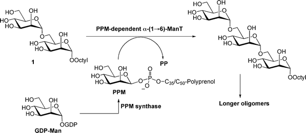 Reported assay for measuring PPM-dependent α-(1→6)-ManT activity in mycobacterial membrane preparations. PPM = polyprenolphoshomannose; GDP = guanosine disphosphate.