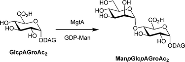 Reaction catalyzed by MgtA. DAG = diacylglycerol.