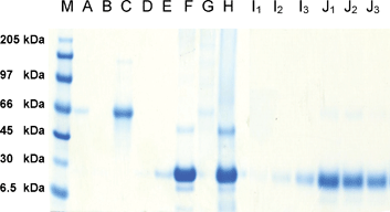 SDS-PAGE for experiments with avidin and albumin: lanes A-E supernatants after incubation; lanes F-H supernatants following SDS elution; lanes I1-J3 supernatants following dithionite cleavage. M = marker lane; A & B = supernatant from incubation of matrix 9 with avidin; C = supernatant from incubation of matrix 10 with albumin; D & E = supernatant from incubation of matrix 10 with avidin; F = supernatant after SDS elution of matrix 9 incubated with avidin (Lane A); G = supernatant after SDS elution of matrix 10 incubated with albumin (Lane C); H = supernatant after SDS elution of matrix 10 incubated with avidin (Lane D); I1-I3 = supernatant after dithionite cleavage of matrix 9 incubated with avidin (Lane B) at pH 6.5, 7.5 & 8.5; J1-J3 = supernatant after dithionite cleavage of matrix 10 incubated with avidin (Lane E) at pH 6.5, 7.5 & 8.5.