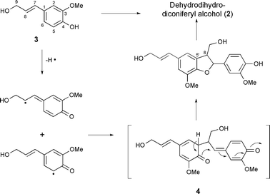 Schematised biosynthesis of dihydrodehydrodiconiferyl alcohol via 8-5′ radical coupling.