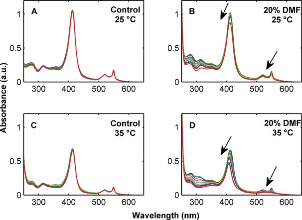 Stability of 10 μM cytochrome c over 24 h measured by UV-Vis absorbance in 20 mM NaH2PO4, 20 mM NaCl, 5 mM EDTA, pH 7.0 at 25 °C (Panel A) and 35 °C (Panel C) and 20 mM NaH2PO4, 20 mM NaCl, 5 mM EDTA, 20% DMF, pH 7.0 at 25 °C (Panel B) and 35 °C (Panel D). Arrows indicate decreasing UV absorbance over time.