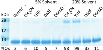 Gel electrophoresis showing cytochrome c monomer (12 710 kDa), dimer (25 420 kDa) and percent oxidation (%Ox) after 24 h at 25 °C in 20 mM NaH2PO4, 20 mM NaCl, 5 mM EDTA, pH 7.0 with or without 5% or 20% (v/v) solvent.