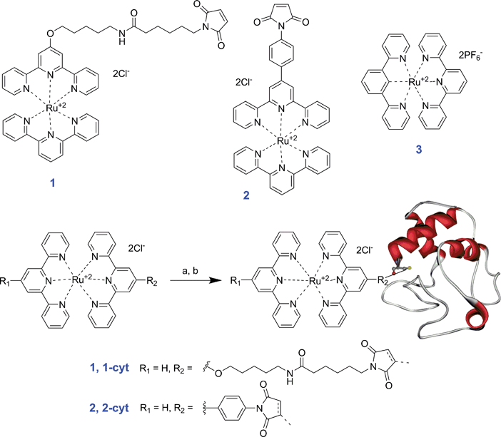 Bis(terpyridine)ruthenium(ii) chromophores 1, 2 and 3 and synthesis of bioconjugates 1–cyt and 2–cyt. (a) 10 μM iso-1 cytochrome c, excess ligand (1) unknown concentration, 50 mM NaH2PO4, 15 mM EDTA, 5% CH3CN, pH 7.0, 35 °C, 22 h followed by purification on IMAC, 42%; (b) 8 μM iso-1 cytochrome c, excess ligand (2) unknown concentration, 50 mM NaH2PO4, 15 mM EDTA, 5% CH3CN, pH 7.0, 35 °C, 18 h followed by purification on IMAC, 47%.