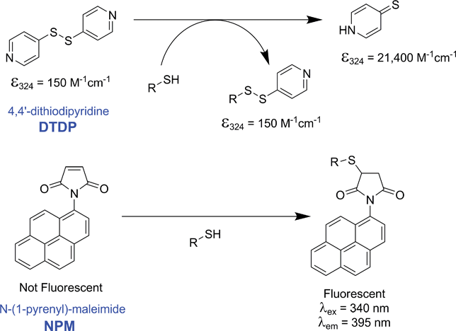Reactions of 4,4′-dithiodipyridine (DTDP) and N-(1-pyrenyl)-maleimide (NPM) with free sulfhydryls.