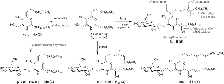 Synthesis of phalluside-1 and Sch II using 1,2-metallate