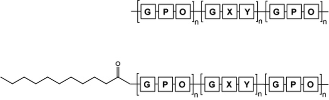 Modular structures of (top) sandwiched associated THP and (bottom) sandwiched associated triple-helical peptide-amphiphile. The associated THP features repeats of Gly-Pro-Hyp [(GPO)n] on both the N- and C-termini to induce or stabilize triple-helical structure, and a diverse collagen-like sequence [(GXY)n] in the middle for structural and/or biological studies. The peptide-amphiphile additionally possesses a pseudo-lipid attached to the N-terminus to further enhance triple-helical stability via hydrophobic interactions.