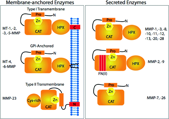 MMP family members and their structural domains. Reproduced from reference 285 by permission of the American Society for Biochemistry and Molecular Biology.