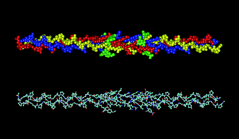 Space-filling (top) and “ball and stick” (bottom) computer generated models of fTHP-4, 3[(Gly-Pro-Hyp)5-Gly-Pro-Lys(Mca)-Gly-Pro-Gln-Gly∼Leu-Arg-Gly-Gln-Lys(Dnp)-Gly-Val-Arg-(Gly-Pro-Hyp)5-NH2]. For the space-filling model, the individual peptide strands are red, blue, and yellow, while the fluorophore (Mca) and quencher (Dnp) are green. Reproduced from reference 268 by permission of Wiley & Sons.