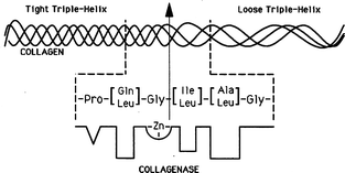 Model of the collagenase cleavage site in interstitial collagens. The four triplet region that precedes the scissile (Gly∼Ile/Leu) bond is rich in secondary amino acids (50% of the Xxx + Yyy residues, Pro always found in subsite P3), and has a low average side-chain molal volume (<45 ml). The four triplet region that follows the scissile bond is secondary amino acid deficient (a maximum of 2 secondary amino acid residues, not in neighboring triplets). The overall 25 amino acid residue region is hydrophobic, containing a maximum of 2 charged residues. Reproduced from reference 261 by permission of Wiley & Sons.