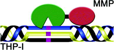 Model structure of a triple-helical transition state analog MMP inhibitor. The MMP CAT domain is green, the MMP HPX domain is red, and the non-hydrolyzable PO2H-CH2 bond is indicated in purple.