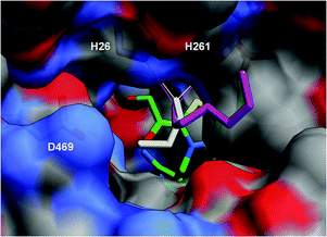 Aldehydes 2a (grey) and 2d (magenta) docked into the TK active site containing the modelled ThDP-enamine intermediate (green). A surface plot is shown with D469, H26 and H261 highlighted as sticks beneath the surface.