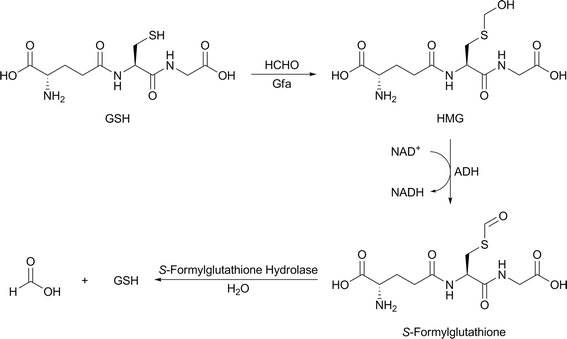 acetaldehyde glutathione It's not just sugar. It's what your gut does with it. New research is  shedding light on a critical (and overlooked) driver of liver disease  progression, from MASLD to MASH. Here's what's