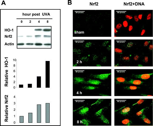 Nrf2 activation coordinates with HO-1 induction following UVA irradiation of human primary skin fibroblasts. FEK4 cells were collected at the times indicated following sham or 250 kJ m−2 UVA irradiation. A: Western blot analysis of 30 μg whole cell lysate with antibodies indicated. The intensity of bands was quantified by digital densitometry using the NIH Image J 1.33 software and were normalized to actin, as described under Experimental. The relative expression levels of HO-1 and Nrf2 are shown in the bar graph as the fold change compared with the sham irradiated control, which was set to 1. B: Immunostaining with Nrf2 (green) antibody showing Nrf2 accumulation in the nucleus following UVA irradiation at 2, 4, 8 h. Nuclei were visualised by Hoechst staining (red). The cells were analysed by oil immersion epifluorescence microscopy using the software package UltraVIEW. Scale bar: 80 pixels. One of the representatives of three separate experiments is shown.