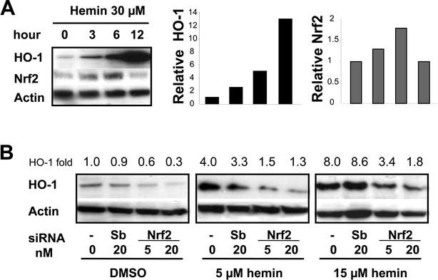 Nrf2 involvement in HO-1 induction by hemin-treatment in FEK4 cells. A: Western blotting was performed with 30 μg whole cell lysates obtained after 30 μM hemin treatment at the times indicated. B: FEK4 cells were transfected with negative scramble control siRNA (Sb), vehicle control (–), #1 siNrf2, using siPORT NeoFX transfection reagent (Ambion) as described under Experimental, and cultured for 48 h, then treated with hemin or vehicle DMSO for 12 h. Western blotting was performed with whole cell lysates (30 μg) obtained and probed with antibodies as indicated. Blot shows one representative example of three separate experiments. The relative HO-1 protein levels are shown in the bar graph (A) or values (B) as the fold change relative to the sham irradiated control, which was set to 1.