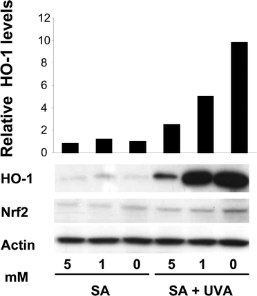 Heme depletion modulates UVA-induced HO-1 in FEK4 cells. Western blotting of whole cell lysates (30 μg) with anti-human HO-1, Nrf2 and actin antibodies shows that heme depletion by SA 16 h treatment reduced HO-1 induction at 8 h following UVA-irradiation. Blot shows one representative example of three separate experiments. The relative HO-1 protein levels are shown in the bar graph as the fold change relative to the sham irradiated control, which was set to 1.