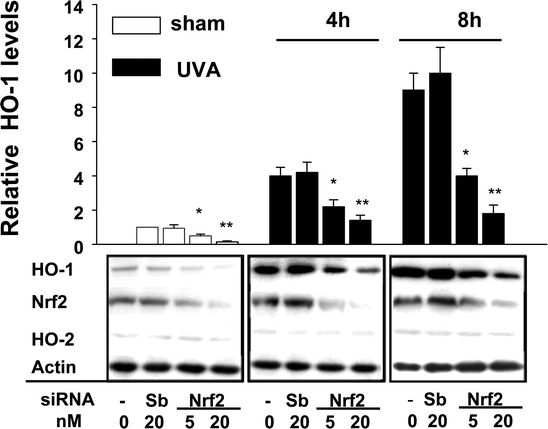 The effect of silencing Nrf2 on basal and UVA-mediated HO-1 induction. Whole cell lysate (40 μg) was subjected to Western blot analysis with anti-HO-1, HO-2, Nrf2 and actin antibodies. The intensity of the signal for HO-1 was normalized with respect to the intensity of the actin signal. Relative expression levels of HO-1 protein are shown in the bar graph as the ratio of the normalized value relative to the vehicle (non-siRNA), which was set to 1. Values are means ± SE (n = 4). * p < 0.05, ** p < 0.01 vs. scramble controls.