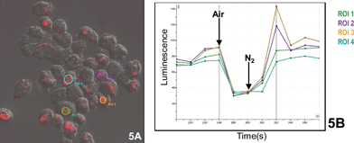 Luminescence of selected areas of anaerobic individual cells during an aerobic pulse.