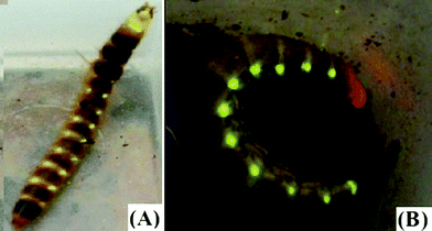 Mastinocerini railroad-worms: (A) Brasilocerus sp3. (Phengodinae: Mastinocerini); (B) Phrixothrix hirtus (Phengodinae: Mastinocerini).