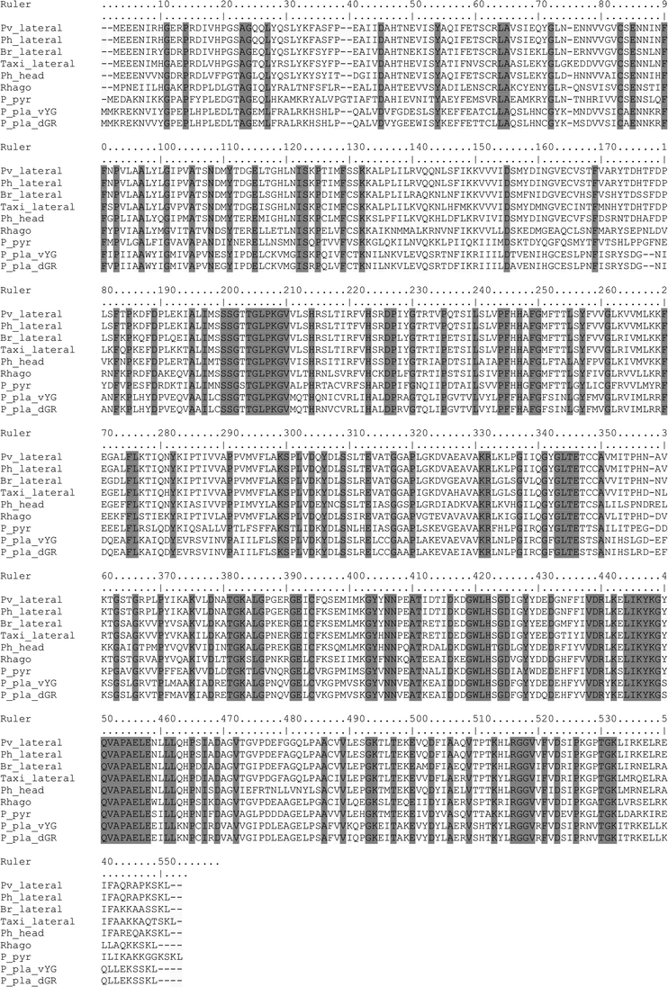 Alignment of the new railroad-worm luciferases. Pv_lateral: P. vivianii lateral lanterns (AAD34542.1); Ph_lateral: P. hirtus lateral lanterns (FJ545729); Br_lateral: Brasilocerus sp. lateral lanterns (FJ545728); Taxi_lateral: Taximastinocerus sp. lateral lanterns (GU062703); Ph_head: P. hirtus head lanterns (AAD34543.1), Rhago: R. ohbai (BAF34360.1); P_pyr: Photinus pyralis (M15077.1); P_pla_vYG: Pyrophorus plagiophthalmus yellow-green ventral lantern (AAQ11688.1); P_pla_dGR: Pyrophorus plagiophthalmus green dorsal lantern (AAQ11732.1).