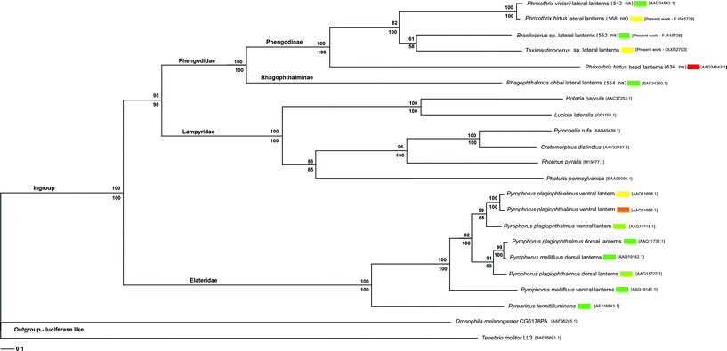 Phylogenetic analysis of Elateroidea luciferases. The values above and below branches display bootstrap support (5000 pseudo-replications) for parsimony and neighbor-joining respectively. Branch lengths are drawn according to neighbor-joining results. Numbers in brackets are Genbank acession numbers.