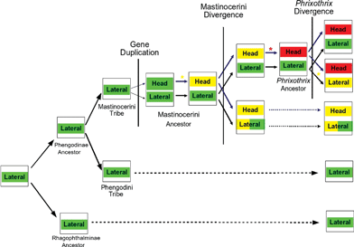 Proposed model for bioluminescence color evolution in Phengodidae.