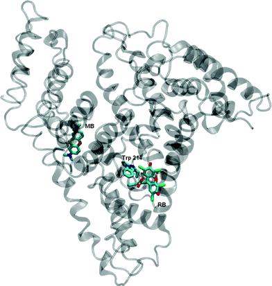 Localization of RB and MB obtained by docking modelling. The position of the Trp 214 moiety is also indicated.