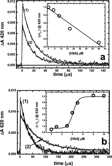 Effect of the HSA addition on RB and MB triplet lifetimes. Triplet concentrations were evaluated by their absorption at 420 nm or 620 nm for MB 28 μM or RB 10 μM, respectively. (a) MB triplet absorption decay in the (1) absence or (2) presence of 18 μM HSA; (b) RB triplet absorption decay in the (1) absence or (2) presence of 10 μM HSA. The inset in both figures shows triplet lifetimes as a function of protein concentrations. All measurements were performed in N2-saturated solutions.