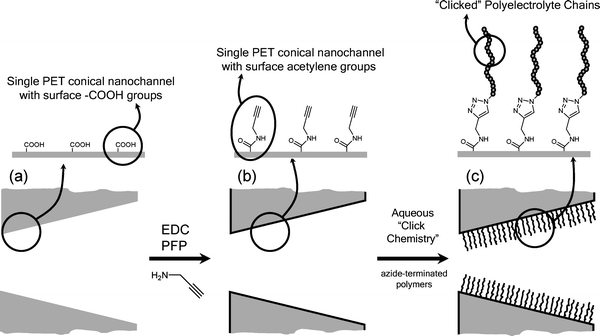 A scheme showing the surface chemical modification of the COOH-functionalized PET conical nanochannels (a) with alkyne groups (b) followed by the “clicking” of the polyelectrolyte chains (c).