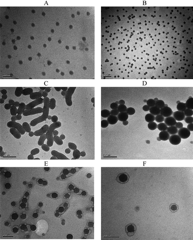 
            TEM analysis of the micelles (concentration of micelles 1 mg ml−1 in water) of (A) POEGMA93-block-P(STY56-co-TMI167), (B) POEGMA93-block-P(STY399-co-TMI194), (C) POEGMA93-block-P(STY1212-co-TMI225), (D) POEGMA93-block-P(STY2420-co-TMI310), (E) POEGMA93- block-P(STY3809-co-TMI359), (F) POEGMA93- block-P(STY4211-co-TMI398).