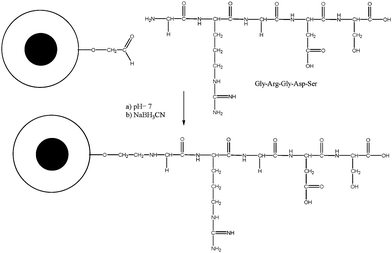 Conjugation of GRGDS onto the surface of the crosslinked micelle via reaction between aldehyde and amino groups followed by the subsequent reduction of the Schiff base.