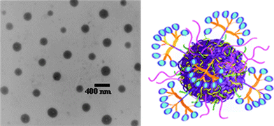 
          TEM image (left) of polyesternanoparticles and idealized image (right) of a polyesternanoparticle modified with dendron carrier units and peptide targeting groups. Reproduced by permission of The Royal Society of Chemistry from ref. 88: van der Ende et al.,Soft Matter, 2009, 5, 1417–1425. 10.1039/b820379b.