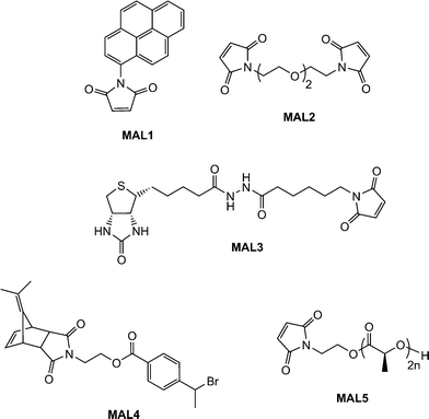 Chemical structures of maleimide, and protected maleimides, used as substrates in base/nucleophilic thiol-ene conjugation reactions.