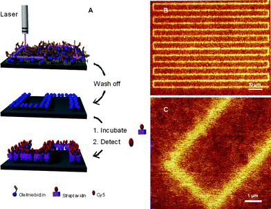(A) General method of photochemical nanopatterning in which ene-functional biotin is deposited onto a thiol-modified surface and laser-irradiated at 411 nm. The pattern is visualized by incubating the surface with SAv-Cy5, and (B), (C) scanning confocal fluorescence microscopy images of the nanopatterns. Reproduced by permission of WILEY-VCH from ref. 85: Jonkheijm et al., Angew. Chem., Int. Ed., 2008, 47, 4421–4424. DOI: 10.1002/anie.200800101.