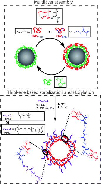 Preparation of (PVP/PMAAthiol/PVP/PMAAene)-coated particles, PEGylation, and stabilization viathiol-ene chemistry and generation of PMAA capsules upon removal of silica and PVP. Reproduced by permission of The American Chemical Society from ref. 86: Connal et al., Chem. Mater., 2009, 21, 576–578. DOI: 10.1021/cm803011w. Copyright 2009 American Chemical Society.