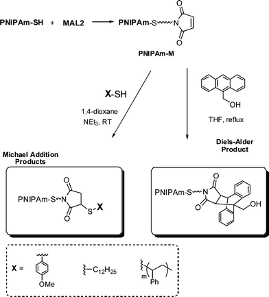 Synthesis outline for the preparation of maleimide end-functionalized PNIPAm and subsequent thiol-ene and Diels–Alder modification.