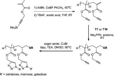 Synthetic route to novel glycopolymers employing a combination of thiol-ene and alkyne-azide “click” chemistries.