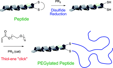 The synthesis of polymer–proteinbioconjugates based on salmon calcitonin and poly(monomethoxy ethylene glycol) (meth)acrylates constructed viaphosphine-mediated thiol-Michael addition. Reproduced by permission of The Royal Society of Chemistry from ref. 118: Jones et al., Chem. Commun., 2009, 5272–5274. 10.1039/b906865a.