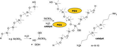 General chemical equation for RTV silicone crosslinking.