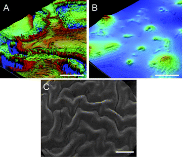 
            Profilometry images of elastomers prepared with 15% TEOS and A: 10% catalyst (Table 2, entry 11), B: 4% catalyst (Table 2, entry 13). Scale bars represent 50 μm. C: SEM image of elastomer prepared with 25% TEOS, 10% catalyst, and 90% RH (entry 23). Scale bar represents 1 mm.