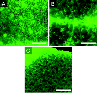 
            Fluorescence images of elastomers with varying amount of crosslinker. A: 5%. B: 15%. C: 25% (Table 2, entries 6, 8 and 10). Scale bar = 500 μm.