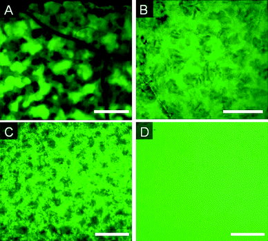 
            Fluorescence images of elastomers prepared with 15% TEOS and A: 1% surfactant (S), 10% catalyst (C), B: 5% (S) 10% (C), C: 5% (S) 7% (C), D: 5% (S) 4% (C) (Table 2, entries 24–27). Scale bar = 500 μm.